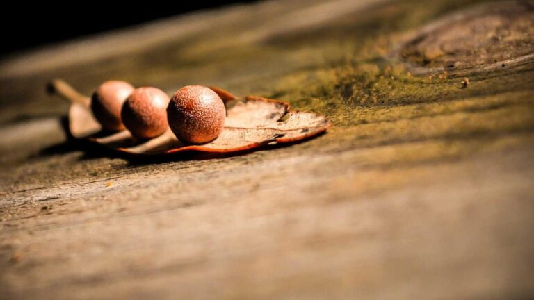 What Rules Apply When Playing 99Exch Teen Patti Online?